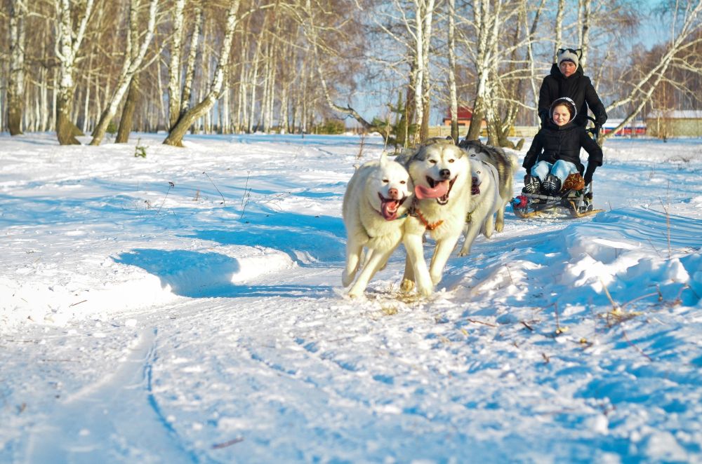 настя батманова. хаски центр у каменных ворот. хаски-центр "у каменных ворот"каменск-уральский. собака даша. ездовой спорт.